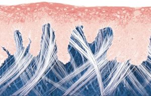 Illustration graphique d’une peau jeune