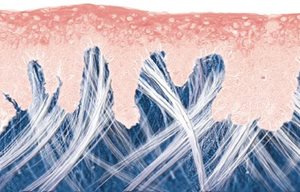 Présentation graphique de la structure d'une peau jeune.
