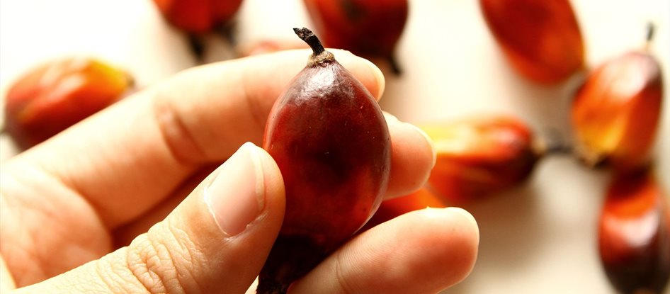 huile de palme en cosmétique